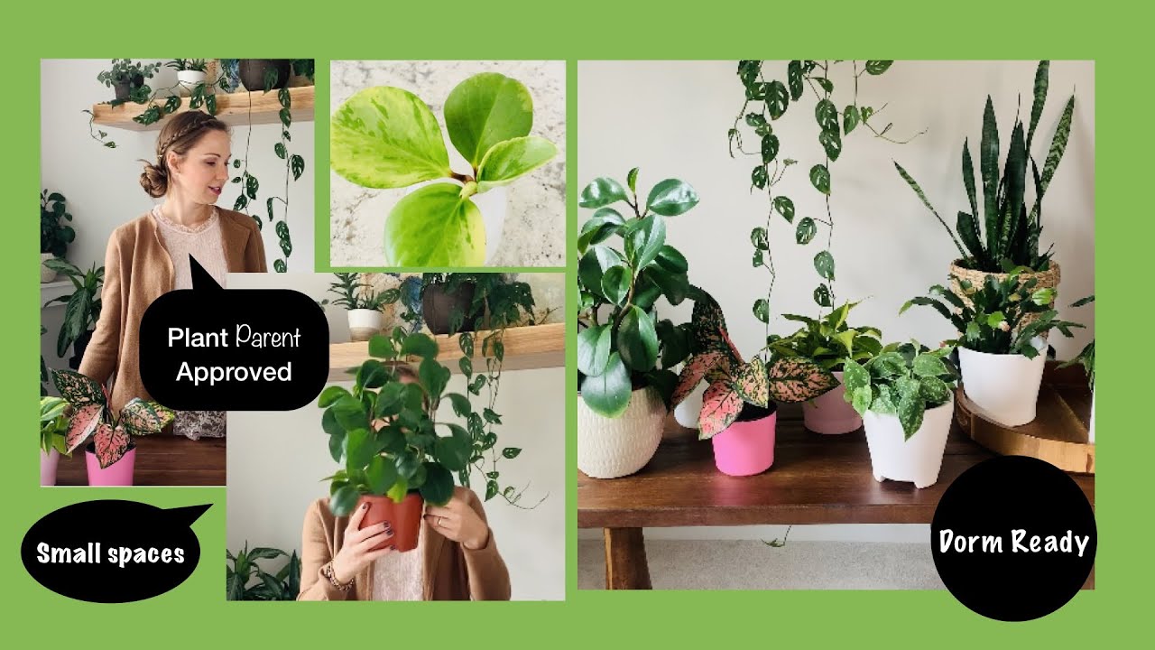 Small Space Easy Care Plants (Dorm Room Ready!) | Plant Parenthood ...