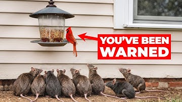 This one innocent habit led to a home rat infestation - Twin Home Experts