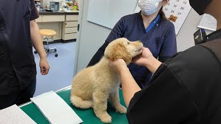 まさかの事態に絶句する。病気だらけの子犬に病院側も驚く。【Golden Retriever japan】