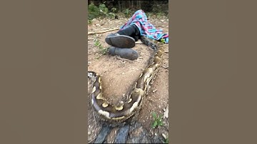 "A strange encounter with a python snake! 😲" #reels #snakeresque #shorts #animals