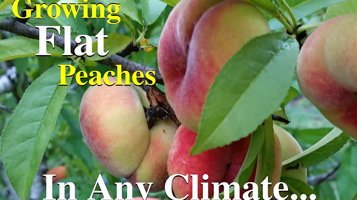 Growing Flat Peaches Fruit Tree Variety - DayDayNews