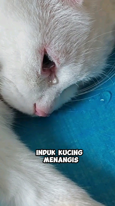 Induk kucing menangis saat kehilangan anak-anaknya, tapi akhirnya..🥺❤️