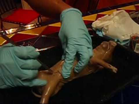 Fetal Pig Dissection, part 1 (of 2)