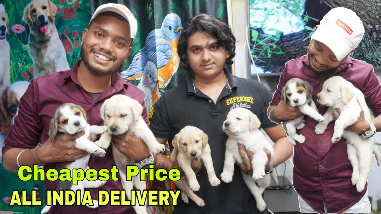 So cute puppy 🐶 part 3rd YouTube