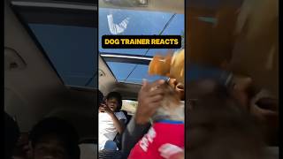 ⚠ DOG TRAINER REACTS ⚠  Aggressive Yorkshire Terrier #dog #dogreaction #reaction