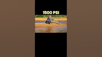 Cheetah vs Jaguar😲💪🏻 #shorts #trending #animals #cheetah #jaguar #viralvideo #crocodile #new