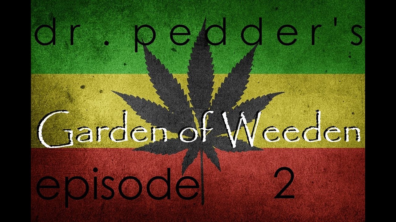 Dr.Pedder's Garden of Weeden - Purple Kush - Week 2/3