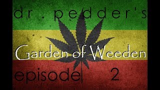 Dr.Pedder's Garden of Weeden - Purple Kush - Week 2/3