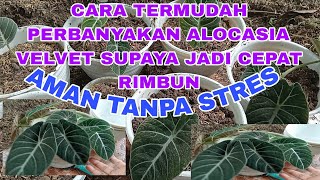 THE EASIEST WAY TO PROPAGATE ALOCASIA VELVET SO IT GET QUICKLY BUDDY WITHOUT STRESS AND SAFELY