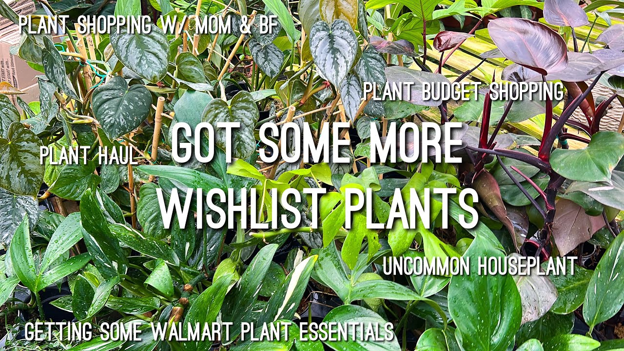 Rare Plant Shopping at Green Gate Nursery Plant Haul Walmart