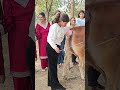 Artificial insemination training 7618200015 #ai #cow #farming