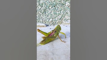 giants green grasshopper