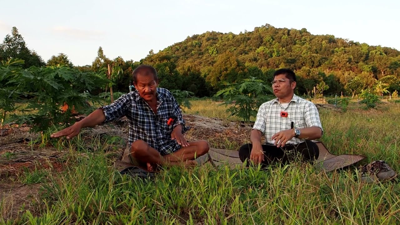 NR-EP76  ลุงนิรันดร์ แนะนำมือใหม่ พื้นฐานการ ปลูกมะละกอ ฮอลแลนด์  ไปสู่ความสำเร็จ