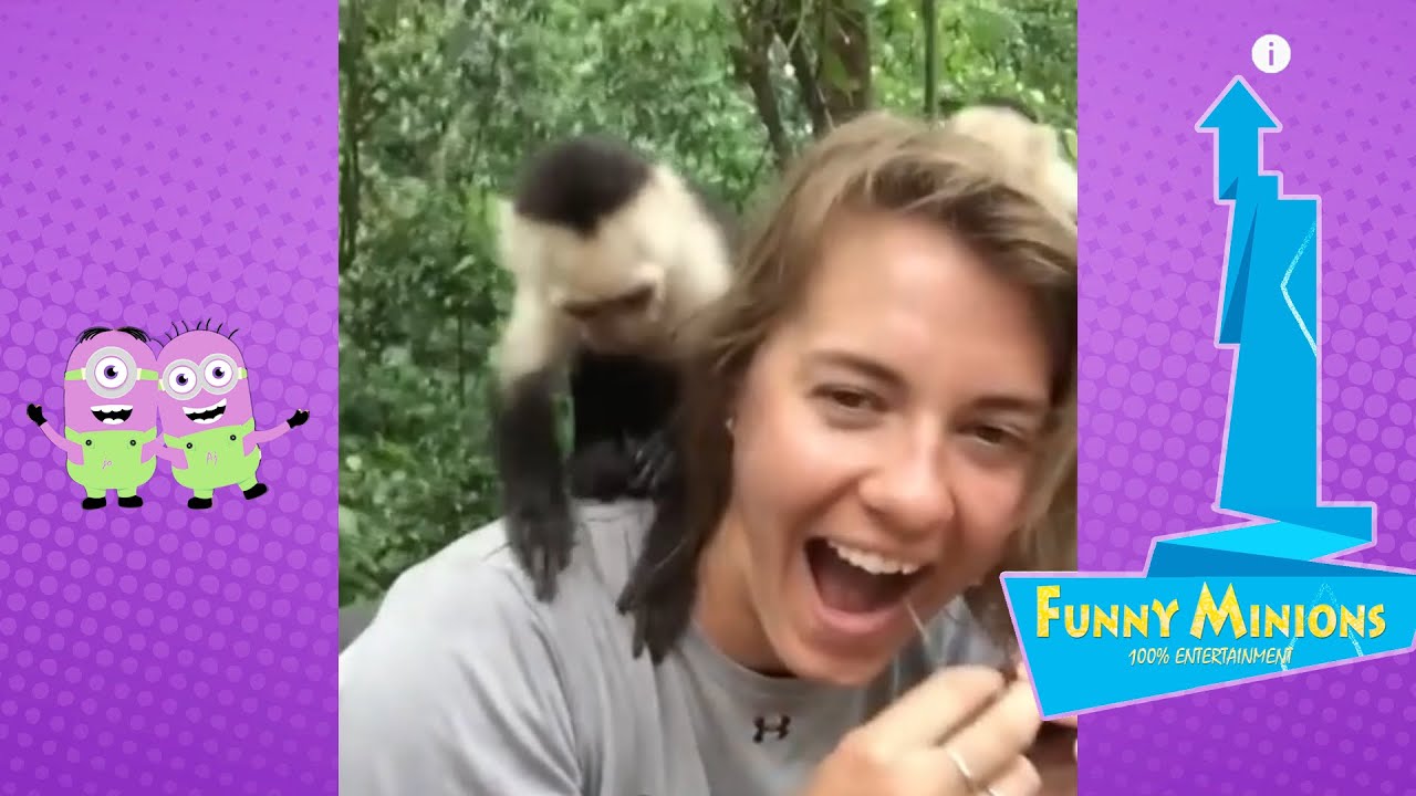 Funny monkey 2020 compilation 