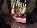 The Secret Behind China’s Revolutionary Ginger Farming method