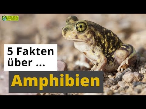 Video: Seefrosch: Beschreibung, Lebensraum, Foto