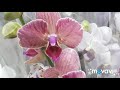 База орхидей и цветов Флоревиль.