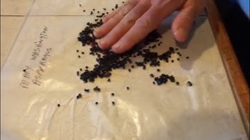 Saving asparagus seeds