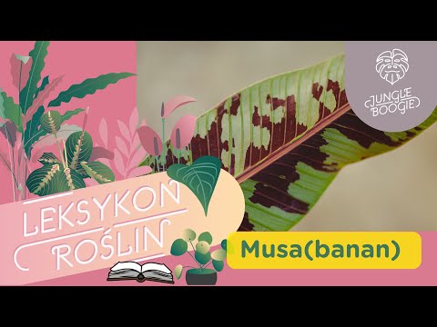Wideo: Ficus Rośliny z Liśćmi Bananowcami - Wskazówki dotyczące Uprawy Ficus Liścia Bananowego