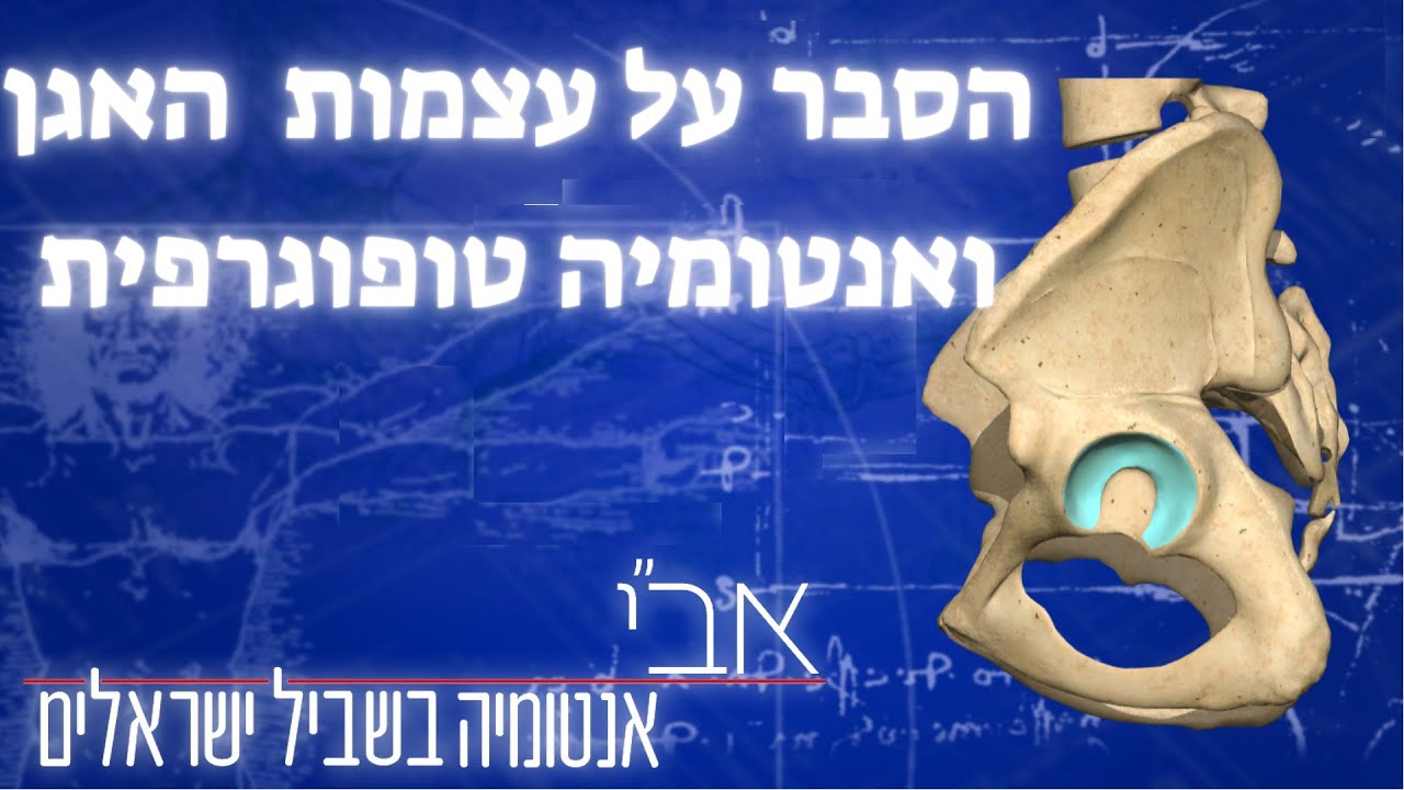 מבנה האגן ואנטומיה טופוגרפית-חלק משיעור שביעי של מפגשי אנטומיה ופציעות בזום