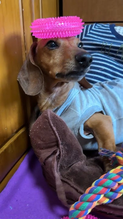 アイワナビーア大アニキshorts YouTube