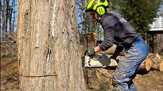 DANGEROUS TREE FELLING | How to and Tips