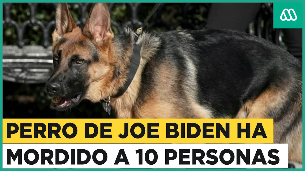 Perro de Biden a mordido ha 10 personas en la Casa Blanca 