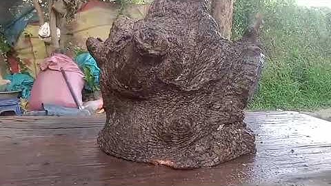 M814 gl nhánh Cốc chua 350k LH 0707713796 Khương bonsai 