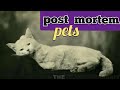 Post mortem pets (very rare photos)