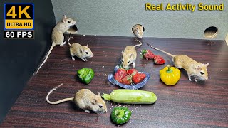 Cat Games - Catching Mice | Entertainment Video for Cats to Watch, Mouse squabble and squeaking