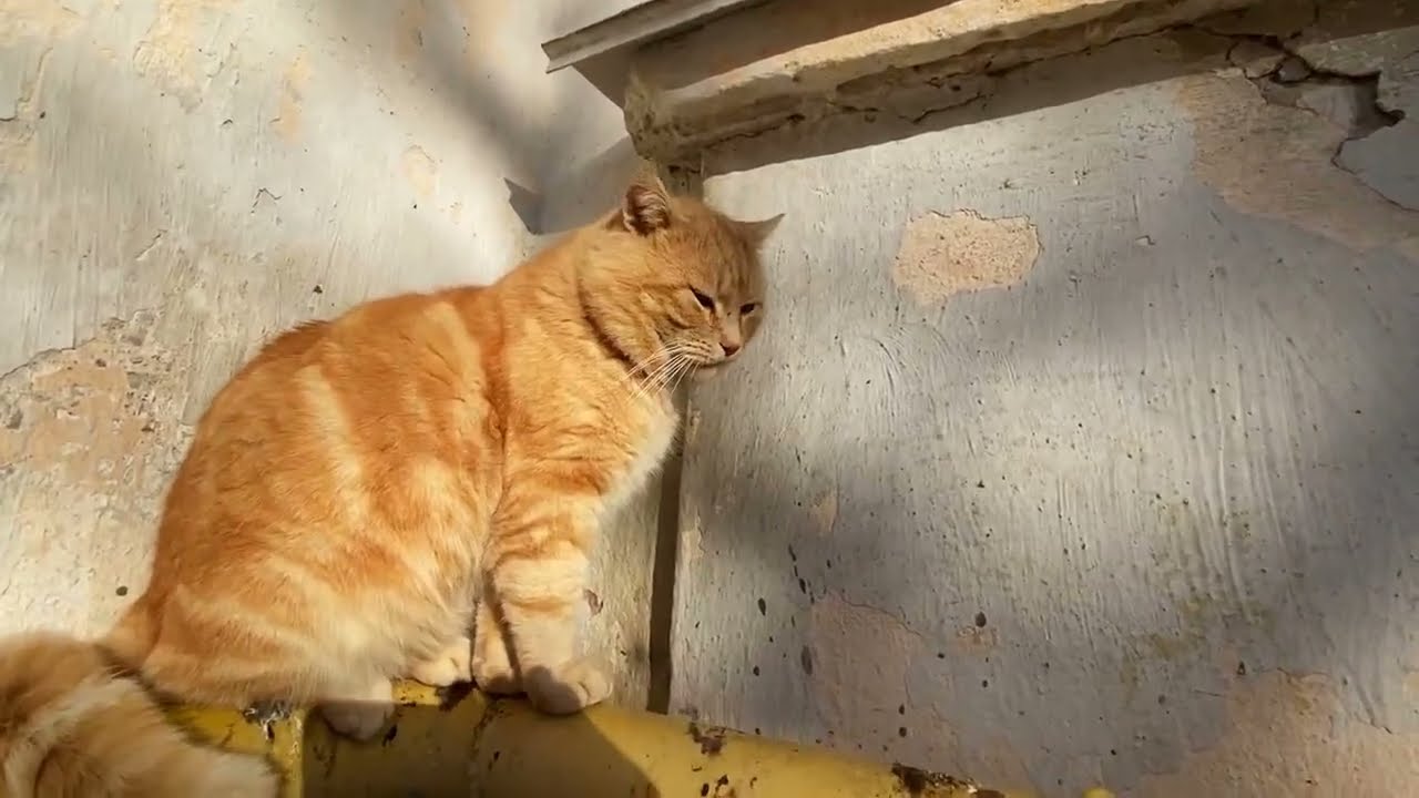 Street Cats Balancing on a Hot Pipe — Trying to Stay Warm
