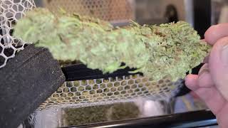 Papa's Cannabis Garden