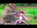 MOG New baby monkey cry and cry why kidnapper do like this very pity baby Youlike monkey