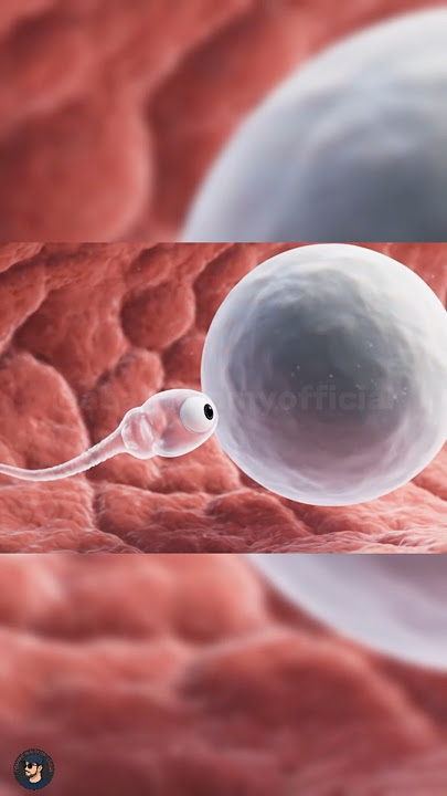 Perjalanan sperma dengan video ASMR #asmr #fyp #sperma