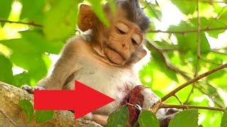 Million Pity Poorest Orphan Baby Lizza Serious Injuries Attacked By Big Monkey Forest Monkey Crying