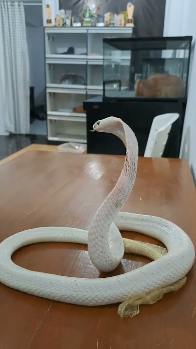 Taukah Kamu? Ternyata Ular tidak takut dengan garam, cara ampuh mengusir ular yaitu dengan...