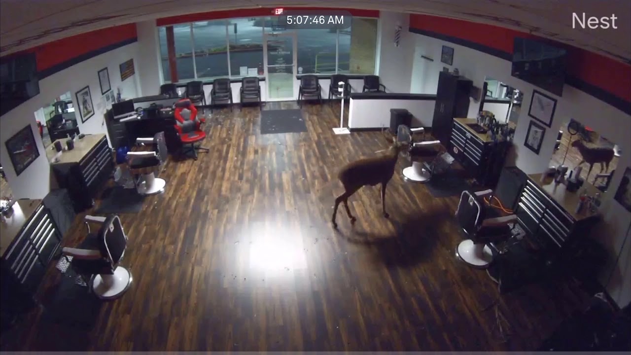 Deer Breaks Into Barbershop in Downingtown, Pennsylvania - YouTube