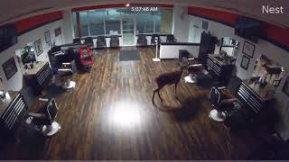 Deer Breaks Into Barbershop In Downingtown, Pennsylvania