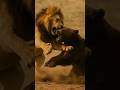 Lion vs Bear