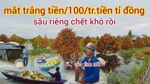 Nước lũ.khủng khiếp..nhắn chìm.Thiệt hại tiền tỷ.bà con nhà vườn.nuôi cá lóc..an giang.Mùa nước nổi 