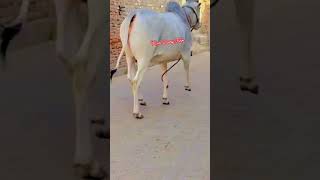 Top Class Haryana Desi Cow Super Excellent Quailty Milk Teeth  White Gold cow shortvideo  viral