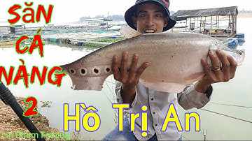 Câu Cá Nàng Hai Hồ Thủy Điện Trị An Với Mồi Câu Đơn Giản Rất Hiệu Quả