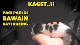 KAGET DI BAWAIN BAYI KUCING PAGI PAGI