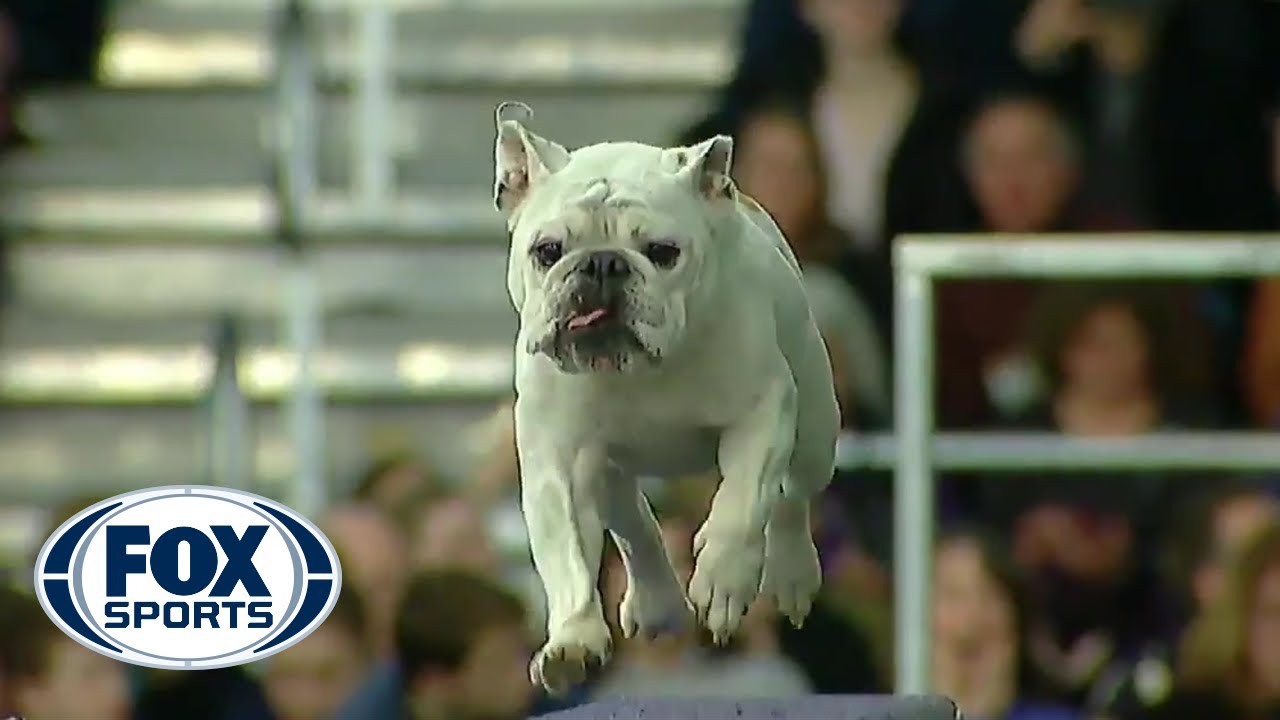 Mastiff Competing At Dog Agility