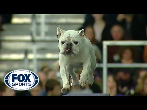 Watch Rudy The Bulldog Crush The 2019 WKC Masters Agility Course FOX SPORTS 