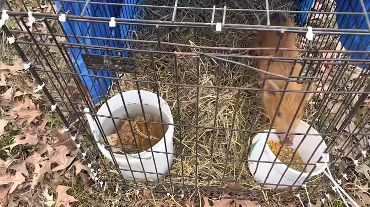 Baby Wild Hog @twincedarsranch1658