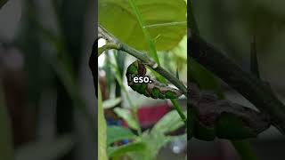 Lo Que Pasa Dentro De Una Crisálida Te Sorprenderá