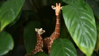 Schleich Wild Life Giraffe Female and Calf - Kid's Toys 'QUICK' Review : Toy-M-Toy, Giraffe Sound Schleich Wild Life Giraffe Female and Calf - Kid's Toys 'QUICK' Review : Toy-M-Toy, Giraffe Sound