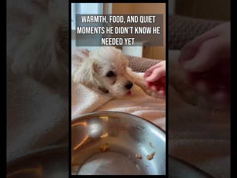 Oikustandard Poodle Rescue In Michigan 46