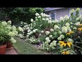 JULY GARDEN TOUR 2020 | HYDRANGEA TOUR